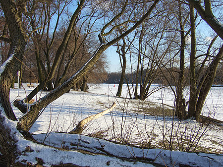 Eis im Wald - Berlin (Berlin)